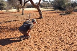 Tracking a warthog